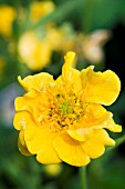 GEUM LADY STRATHEDEN, HARDY PERENNIAL