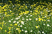 HIERACIUM & LEUCANTHEMUM, HAWKWEED & OX-EYE DAISY, NATURAL MEADOW