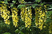 LABURNUM X WATERERI VOSSII, HARDY TREE, TRAINED AS AN ARCH, MAY