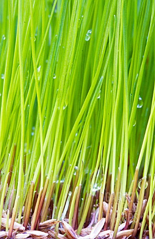 LAWN_GRASSES_GERMINATING_MAY