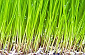 LAWN GRASSES, GERMINATING, MAY