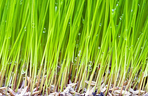 LAWN_GRASSES_GERMINATING_MAY