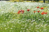 LEUCANTHEMUM, PAPAVER & ANTHRISCUS, OX-EYE DAISY, ORIENTAL POPPY & COW PARSLEY, WILD MEADOW