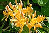 LONICERA X TELLMANNIANA