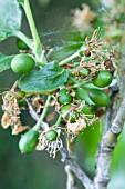 PRUNUS DOMESTICA CZAR, DESSERT PLUM, EARLY FRUIT DEVELOPMENT COT-SPLIT STAGE