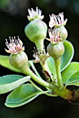 PYRUS COMMUNIS WILLIAMS, DESSERT PEAR, YOUNG FRUITLETTS, MAY