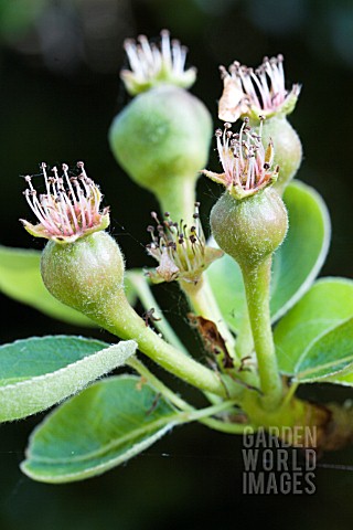 PYRUS_COMMUNIS_WILLIAMS_DESSERT_PEAR_YOUNG_FRUITLETTS_MAY