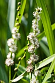 SPARGANIUM ERECTUM, BRANCHED BUR-REED, NATIVE WATERSIDE PLANT