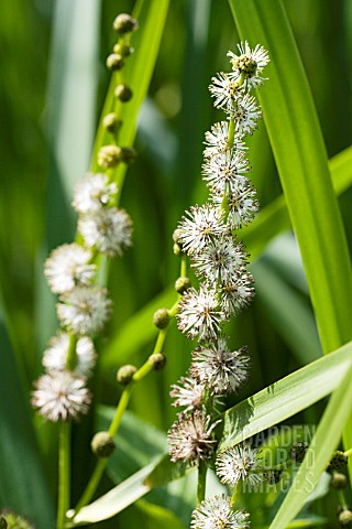 SPARGANIUM_ERECTUM_BRANCHED_BURREED_NATIVE_WATERSIDE_PLANT