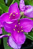 TRADESCANTIA VALOUR, HARDY PERENNIAL