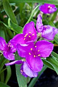 TRADESCANTIA VALOUR, HARDY PERENNIAL