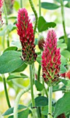 TRIFOLIUM COCCINEA, CRIMSON CLOVER