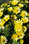 ADONIS VERNALIS, HARDY PERENNIAL