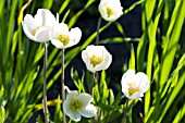 ANEMONE SYLVESTRIS, HARDY PERENNIAL