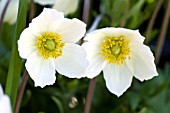 ANEMONE SYLVESTRIS, HARDY PERENNIAL, MAY