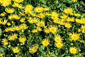 DORONICUM FINESSE, HARDY PERENNIAL