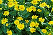 DORONICUM ORIENTALE MAGNIFICUM, HARDY PERENNIAL