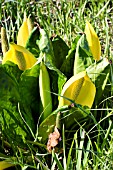 LYSICHITON AMERICANUS, SKUNK CABBAGE, NATURAL SETTING, WATERSIDE PLANT