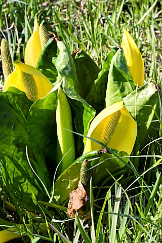 LYSICHITON_AMERICANUS_SKUNK_CABBAGE_NATURAL_SETTING_WATERSIDE_PLANT