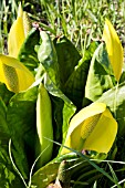 LYSICHITON AMERICANUS, SKUNK CABBAGE, NATURAL SETTING, WATERSIDE PLANT