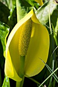 LYSICHITON AMERICANUS, SKUNK CABBAGE, NATURAL SETTING, WATERSIDE PLANT