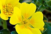 POTENTILLA MEGALANTHA, (SYN. POTENTILLA FRAGIFORMIS)