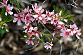 PRUNUS TENELLA FIREHILL, FLOWERING ALMOND