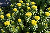 RHODIOLA KIRILOVII, HARDY PERENNIAL