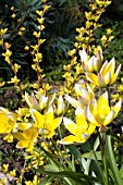 TULIPA TARDA DASYSTEMON & BERBERIS THUNBERGIA AUREA, HARDY BULB & HARDY SHRUB, MAY