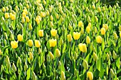 TULIPA YELLOW FLIGHT