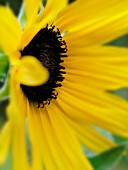 HELIANTHUS ANNUUS SILVER & GOLD (SUNFLOWER)