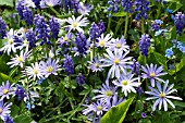 ANEMONE BLANDA & MUSCARI ARMENIACUM, SPRING BEDDING SCHEME, ANEMONE & GRAPE HYACINTH