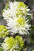 FOTHERGILLA MAJOR