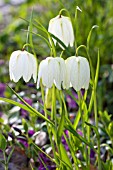 FRITILLARIA MELEAGRIS ALBA