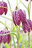 FRITILLARIA MELEAGRIS