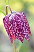 FRITILLARIA MELEAGRIS