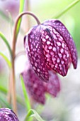 FRITILLARIA MELEAGRIS