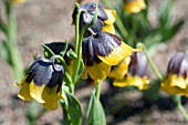 FRITILLARIA MICHAILOVSKYI