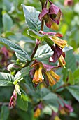 LONICERA INVOLUCRATA