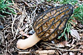 MORCHELLA ELATA, BLACK MOREL, NATIVE FUNGUS, AMONGST JUNIPER LITTER