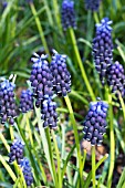 MUSCARI NEGLECTUM