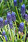 MUSCARI NEGLECTUM