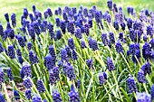 MUSCARI NEGLECTUM