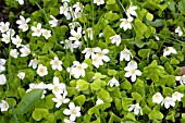 OXALIS ACETOSELLA ,WOOD SORREL, NATIVE PERENNIAL