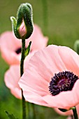 PAPAVER ORIENTALIS