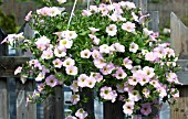 PETUNIA HANGING BASKET