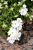 PHLOX SUBULATA ALBA