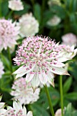 ASTRANTIA BUCKLAND