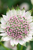 ASTRANTIA BUCKLAND