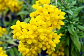 CALCEOLARIA INTEGRIFOLIA VAR ANGUSTIFOLIA